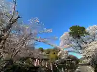 五井山 妙善院の自然