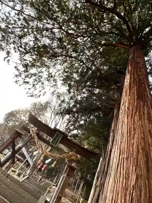 子檀嶺神社(長野県)