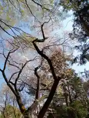 大宮八幡宮の自然