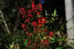 大前神社の自然