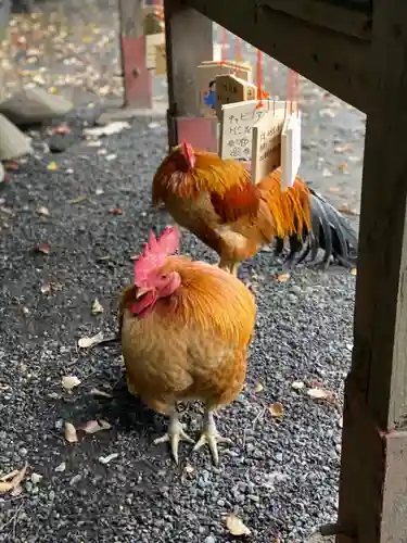 谷保天満宮の動物