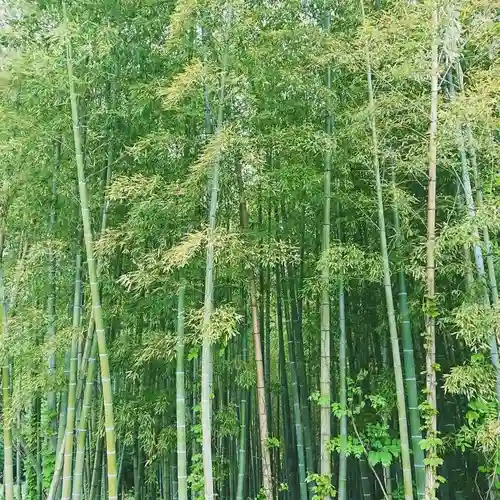 大澤山　龍藏寺の自然