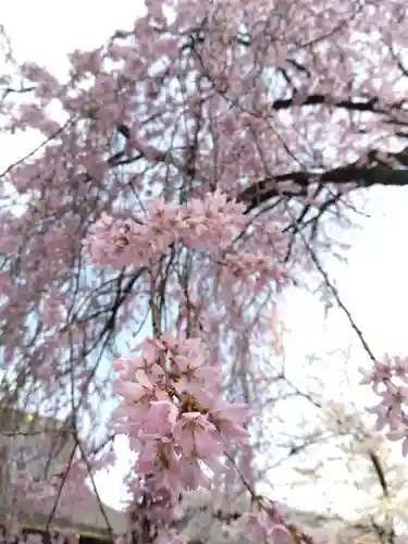 安養寺(福井県)