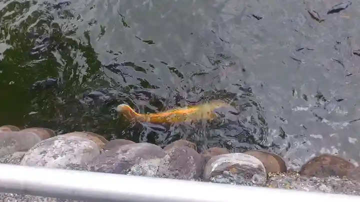 大瀬神社の動物