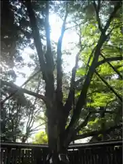 天岩戸神社の自然