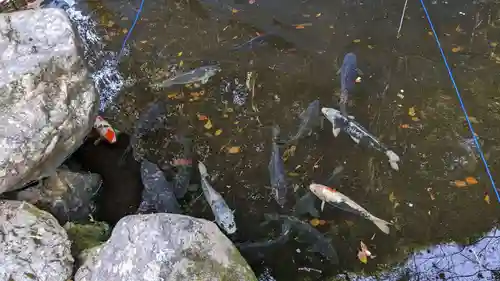 椙本神社の動物
