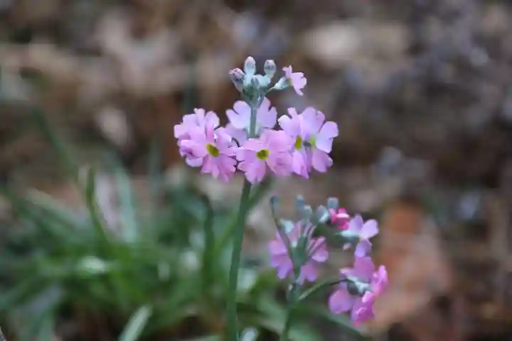 神炊館神社 ⁂奥州須賀川総鎮守⁂の庭園