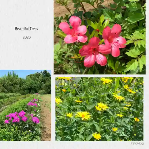 比々多神社の自然