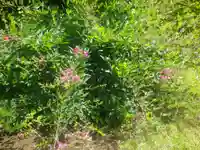 浄光明寺の自然