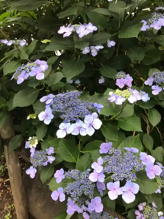 高幡不動尊 金剛寺の自然