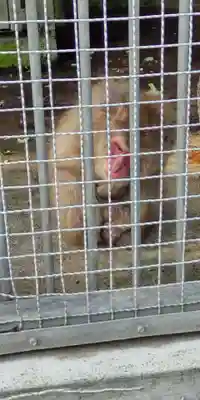 日吉大社(滋賀県)