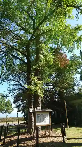 戸馳神社の自然