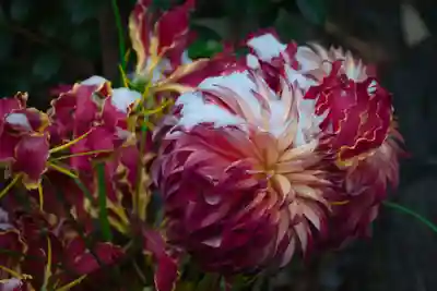 戸越八幡神社(東京都)
