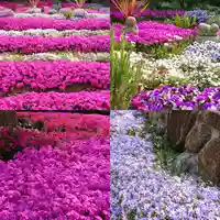 寿量山 速成寺の庭園