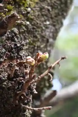 夜疑神社(大阪府)