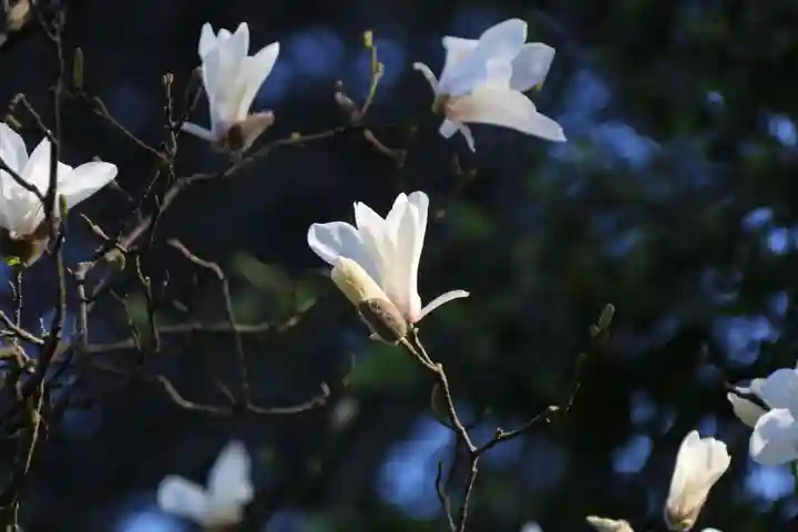 紀伊宮神社の自然