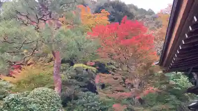 二尊院(京都府)