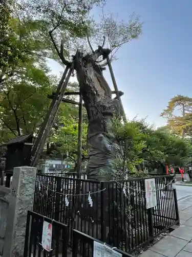 布多天神社の自然