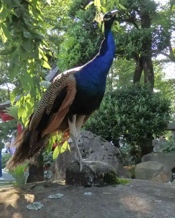 楽法寺(雨引観音)の動物