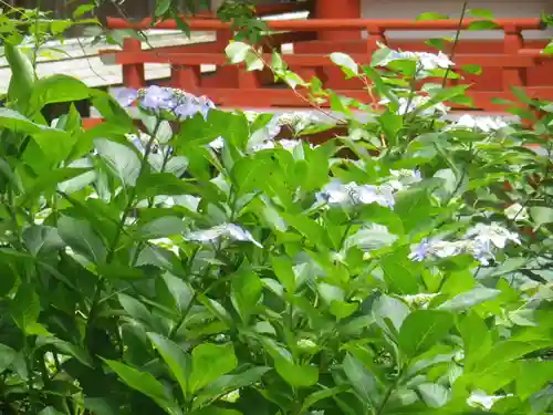 荏柄天神社の自然