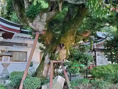 公智神社の自然