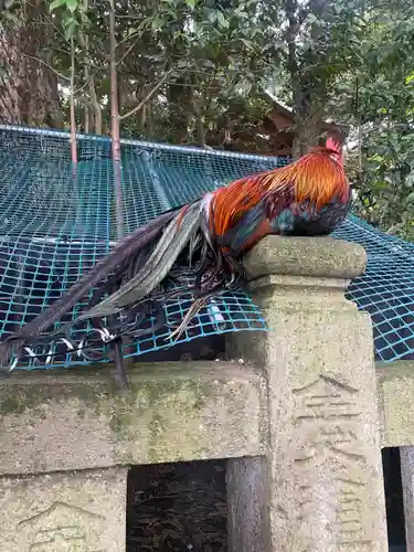 大甕神社(茨城県)