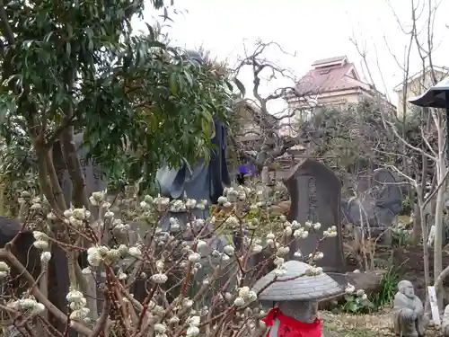 常泉寺の庭園