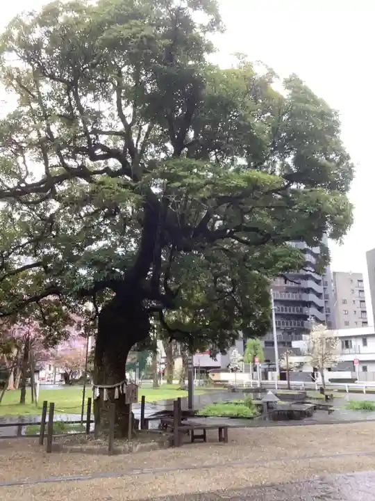 橿森神社の自然