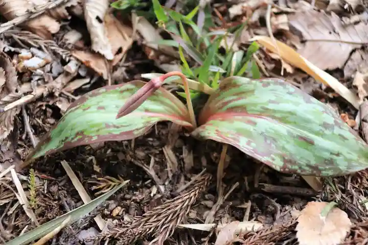 鹿島大神宮の自然