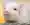 にしやん