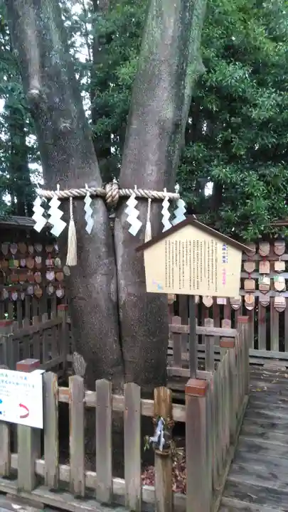 琴崎八幡宮の自然