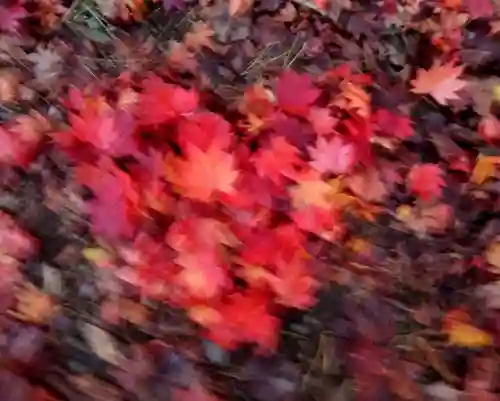 北広島市総鎮守　廣島神社(北海道)