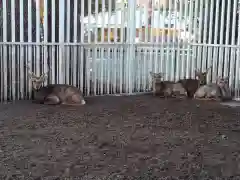 相州春日神社の動物