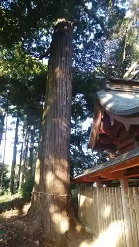 春日神社の自然