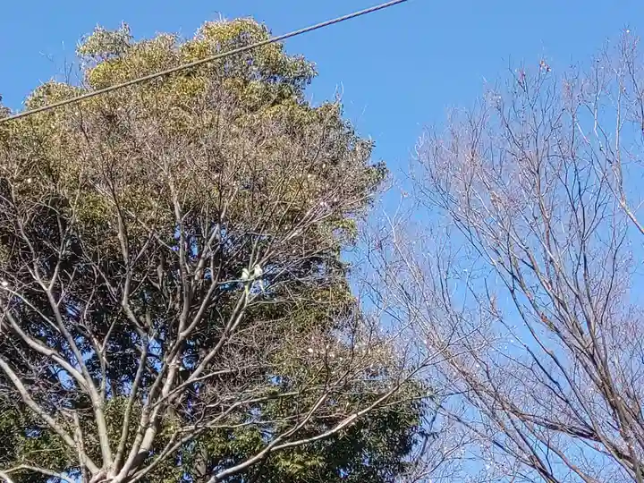 阿佐ヶ谷神明宮(東京都)