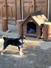 感通寺の動物