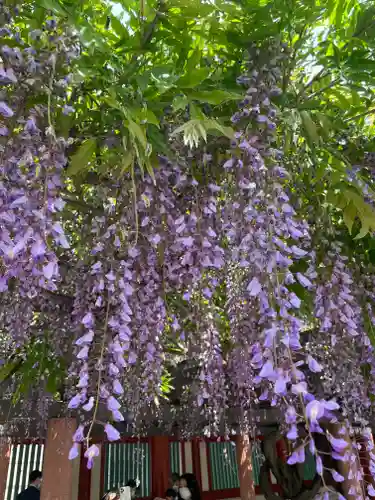日枝神社の自然