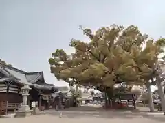 百舌鳥八幡宮(大阪府)