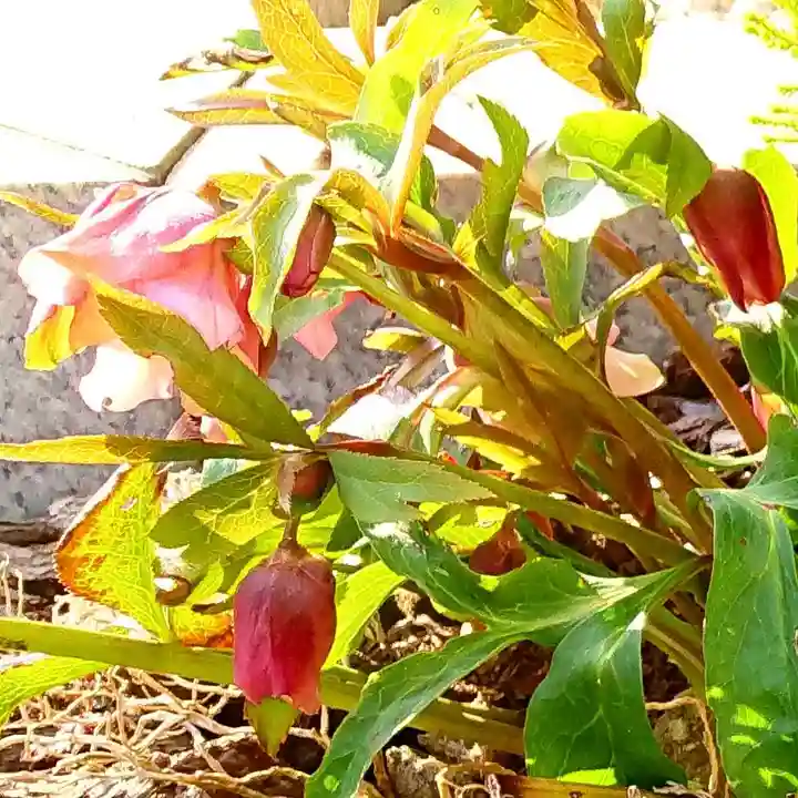 寿量山 速成寺の自然