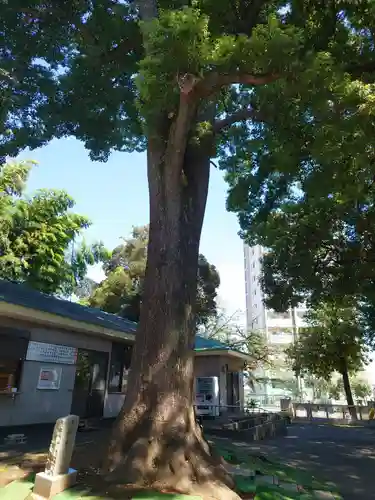 西堀氷川神社の自然
