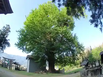 八幡神社の自然