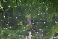 熊野大権現堂の自然