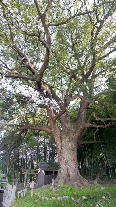 岩椿神社の自然