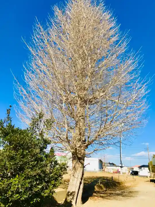 鹿島神社 の自然