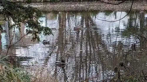 上川神社頓宮の動物