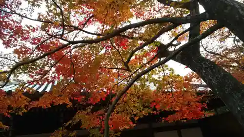 柳谷観音　楊谷寺の自然