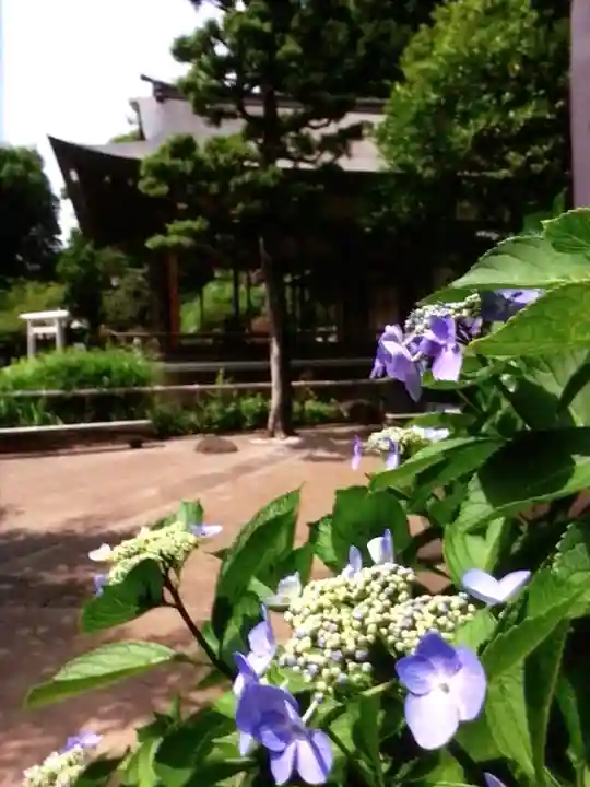 鳩森八幡神社の自然