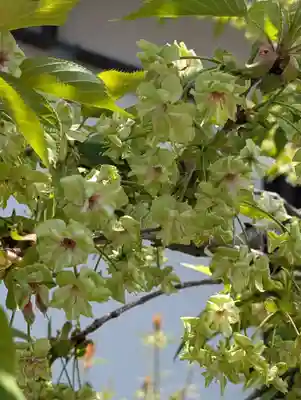 本覺寺(神奈川県)