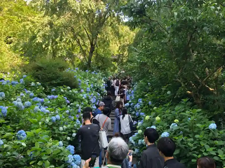 明月院(神奈川県)