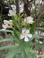 市原稲荷神社の自然